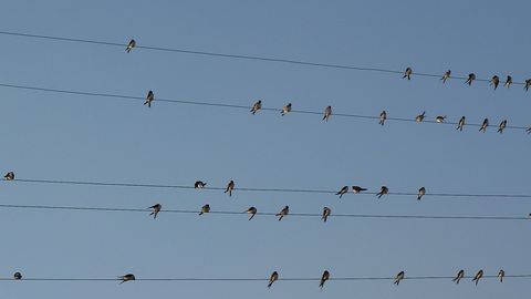 Gazouillis agile
