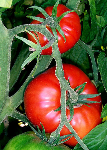 Un pomodoro, des pomodori