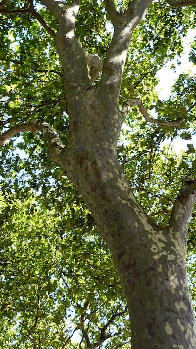 arbre.png
