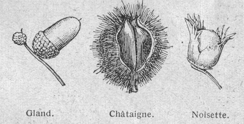 Après la châtaigne, le gland à l'honneur au Raid Agile