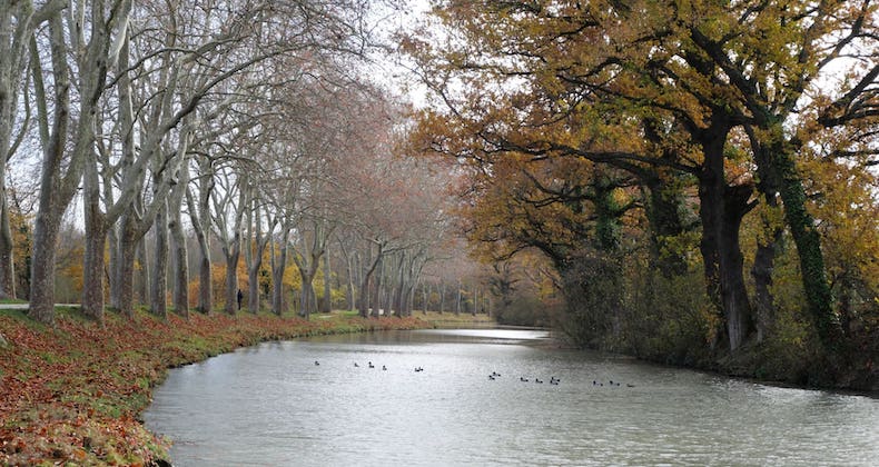 Des canards sur le canal du midi en automne